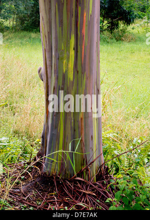 Ein Regenbogen Eukalyptus-Baum auf der Insel Kauai, Hawaii. Stockfoto