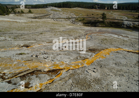 Sonnige Aussicht, Old Faithful, orange bakterielle Matten absteigenden grauen Sinter Hang von Plume Geysir, Geyser Hill, Yellowstone, USA Stockfoto