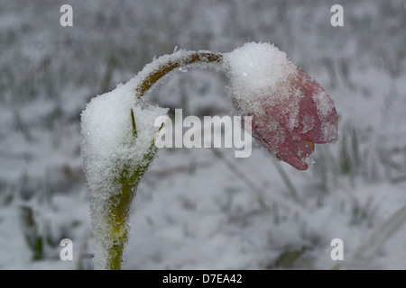 Kuhschelle, mit Schnee bedeckt. Region Altai Russland Sibirien Stockfoto