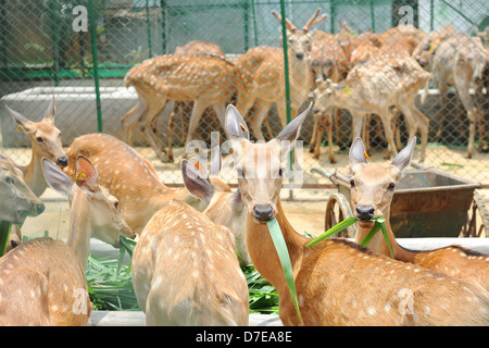 Hirsche im zoo Stockfoto