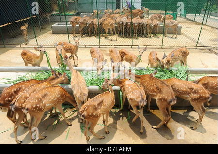 Hirsche im zoo Stockfoto