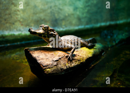 Baby-alligator Stockfoto