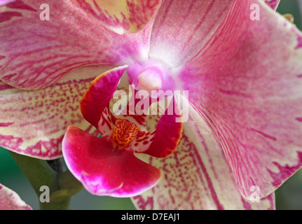 Nahaufnahme Foto Orchidee Stockfoto
