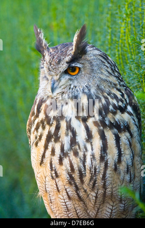 Eurasische Uhu, Bubo Bubo, eine Art von Uhu Stockfoto