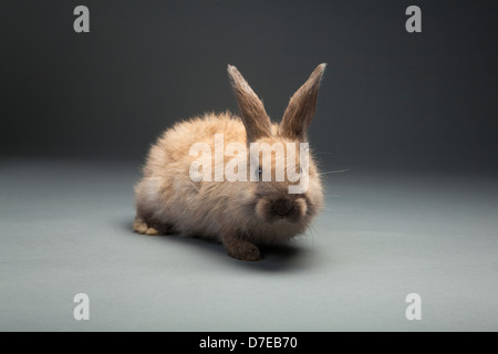 Kaninchen auf grauem Hintergrund Stockfoto