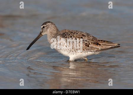 Alpenstrandläufer im Winter Gefieder stehen im Wasser Stockfoto