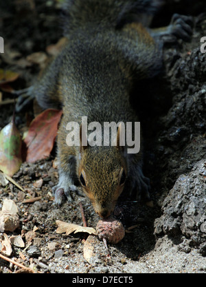 Sciurus Carolinensis (Grey Squirrel) Futter für Eicheln im Garten bei Spier Wine Estate, Stellenbosch. Stockfoto