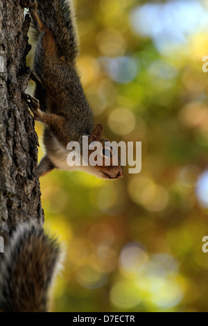 Sciurus Carolinensis (Grey Squirrel) Abstieg Oak Tree Trunk bei Spier Wine Estate, Stellenbosch. Stockfoto