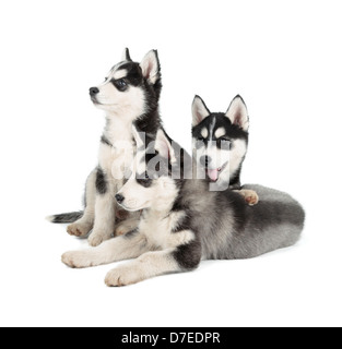 Drei Siberian Husky Welpen auf weißem Hintergrund Stockfoto