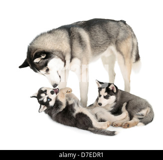 Siberian Husky-Familie auf weißem Hintergrund Stockfoto