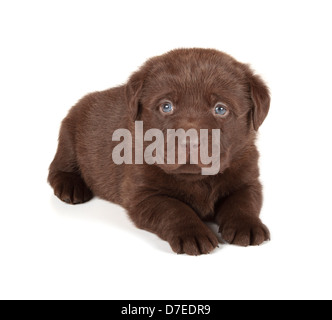 Chocolate Labrador Retriever-Welpen (4 Wochen alten, isoliert auf weißem Hintergrund) Stockfoto