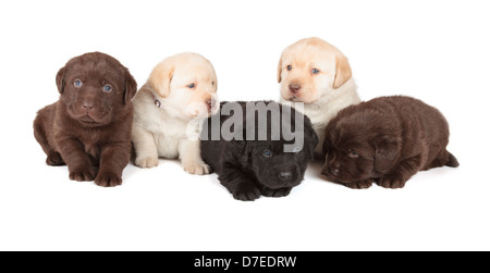 Fünf Schokolade, gelbe und schwarze Labrador Retriever Welpen (4 Wochen alten, isoliert auf weißem Hintergrund) Stockfoto