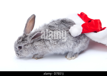 Baby graue Kaninchen mit großen Weihnachtsmütze auf weißem Hintergrund Stockfoto