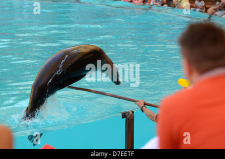 Seelöwen-show im Loro Parque, Freizeitpark in Puerto De La Cruz, Teneriffa Stockfoto