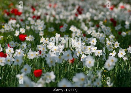 Cambridge, UK. 6. Mai 2013. schönen Feiertag Wetter.  Blumen auf dem Rücken der Colleges in Cambridge... Bildnachweis: JAMES LINSELL-CLARK / Alamy Live News Stockfoto