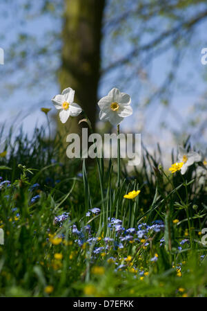 Cambridge, UK. 6. Mai 2013. schönen Feiertag Wetter.  Blumen auf dem Rücken der Colleges in Cambridge... Bildnachweis: JAMES LINSELL-CLARK / Alamy Live News Stockfoto