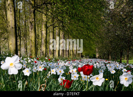 Cambridge, UK. 6. Mai 2013. schönen Feiertag Wetter.  Blumen auf dem Rücken der Colleges in Cambridge... Bildnachweis: JAMES LINSELL-CLARK / Alamy Live News Stockfoto