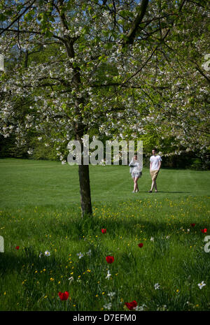 Cambridge, UK. 6. Mai 2013. schönen Feiertag Wetter.  Blumen auf dem Rücken der Colleges in Cambridge... Bildnachweis: JAMES LINSELL-CLARK / Alamy Live News Stockfoto