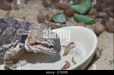 Bartagame im Vivarium Pogona Vitticeps Molitor Mehlkäfer Mehlwürmer Essen Stockfoto