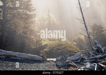 Sonnenstrahlen im Nebel am Rialto Beach, WA Stockfoto