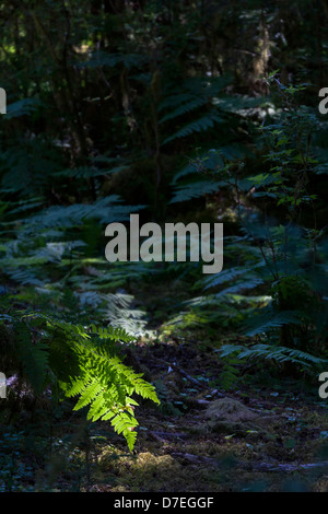 Farn Tipps hervorgehoben in dichten Schatten, Hoh Rain Forest, WA Stockfoto