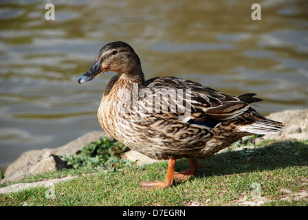 Weibliche Stockente Ente stehend auf dem Rasen von der Wasserkante Stockfoto