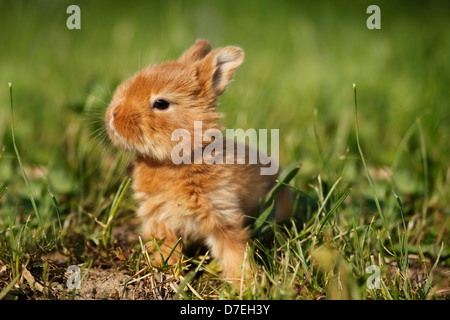 junge Kaninchen Stockfoto