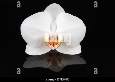 Schöne weiße unschuldige Orchidee (Phalaenopsis) auf einem schwarzen glänzenden Hintergrund mit Reflexion Stockfoto