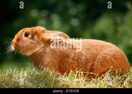 Kaninchen Stockfoto