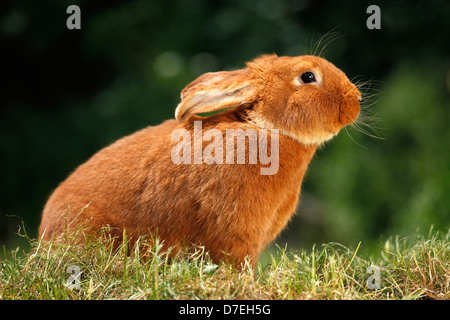 Kaninchen Stockfoto