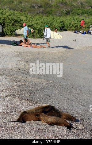 Galapagos-Seelöwen entspannend auf Loberia Beach auf der Insel San Cristobal Stockfoto