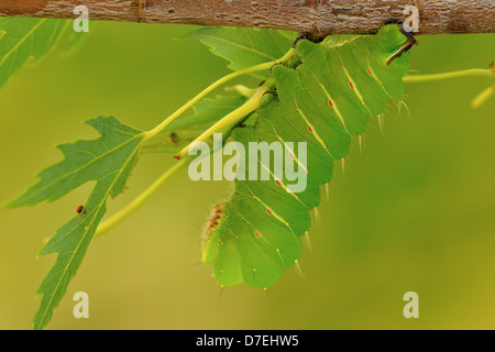 Polyphemus Motte Antheraea Polyphemus Caterpillar in Manitoba Ahorn Greater Sudbury Ontario Kanada Stockfoto