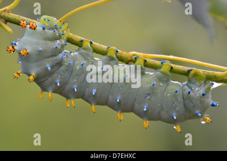 Cecropia Motte Hyalophora Cecropia instars spät Raupe in Manitoba Ahorn Greater Sudbury Ontario Kanada Stockfoto