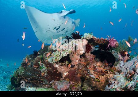 Mantarochen (Manta Birostris), Pazifischen Ozean Karang Makassar, Komodo National Park, Indonesien Stockfoto