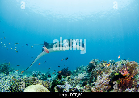 Mantarochen (Manta Birostris), Pazifischen Ozean Karang Makassar, Komodo National Park, Indonesien Stockfoto