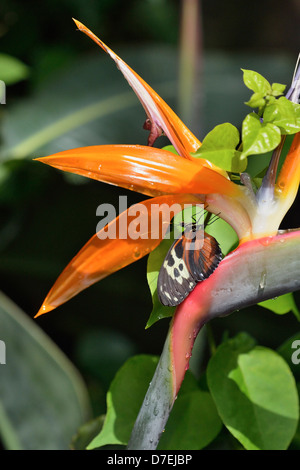 Tiger Longwing Heliconius Aigeus Perched auf Paradiesvogel Blume Niagara Schmetterling Konservatorium Niagara Falls Ontario Kanada Stockfoto