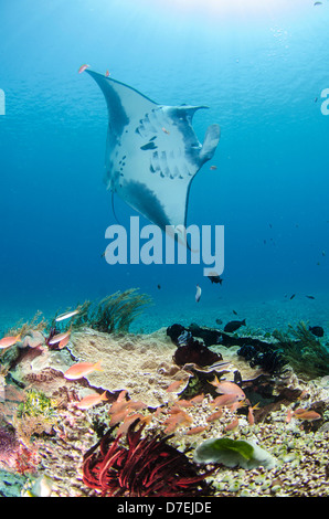 Mantarochen (Manta Birostris), Pazifischen Ozean Karang Makassar, Komodo National Park, Indonesien Stockfoto