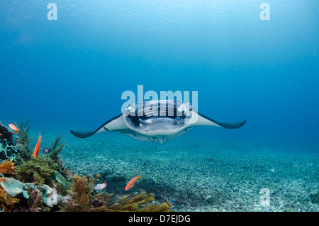 Mantarochen (Manta Birostris), Pazifischen Ozean Karang Makassar, Komodo National Park, Indonesien Stockfoto