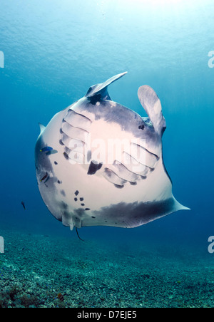 Mantarochen (Manta Birostris), Pazifischen Ozean Karang Makassar, Komodo National Park, Indonesien Stockfoto