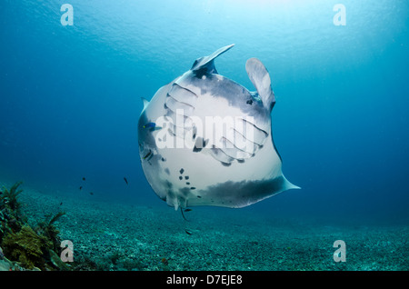 Mantarochen (Manta Birostris), Pazifischen Ozean Karang Makassar, Komodo National Park, Indonesien Stockfoto