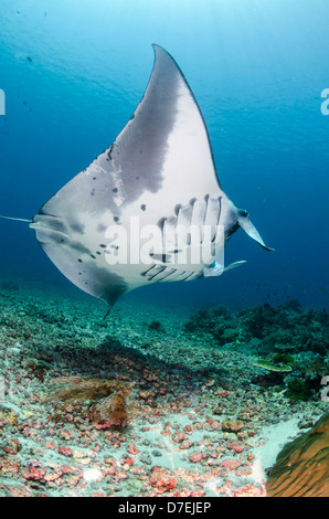 Mantarochen (Manta Birostris), Pazifischen Ozean Karang Makassar, Komodo National Park, Indonesien Stockfoto