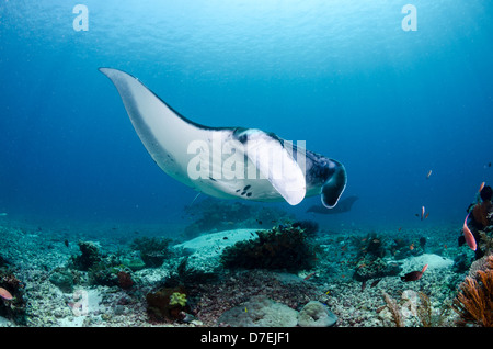 Mantarochen (Manta Birostris), Pazifischen Ozean Karang Makassar, Komodo National Park, Indonesien Stockfoto