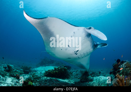 Mantarochen (Manta Birostris), Pazifischen Ozean Karang Makassar, Komodo National Park, Indonesien Stockfoto