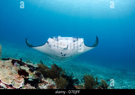 Mantarochen (Manta Birostris), Pazifischen Ozean Karang Makassar, Komodo National Park, Indonesien Stockfoto