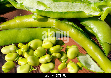 Frisch angebauten Bohnen aus ihren Hülsen (Reina Mora), Andalusien, Spanien, Westeuropa entfernt. Stockfoto