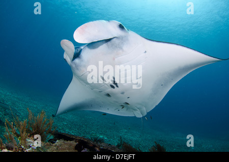 Mantarochen (Manta Birostris), Pazifischen Ozean Karang Makassar, Komodo National Park, Indonesien Stockfoto