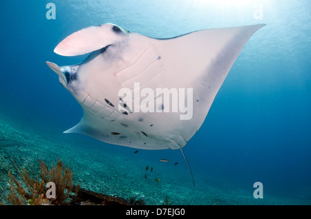 Mantarochen (Manta Birostris), Pazifischen Ozean Karang Makassar, Komodo National Park, Indonesien Stockfoto