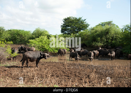 Afrikanische Büffel im schlammigen Wasser in Thanda Wildreservat, Südafrika. Stockfoto