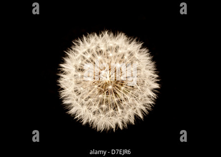 Weiße Löwenzahn Stockfoto