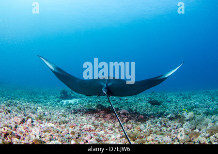 Mantarochen (Manta Birostris), Pazifischen Ozean Karang Makassar, Komodo National Park, Indonesien Stockfoto